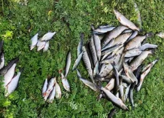 На 250 тисяч гривень завдали збитків «рибні» браконьєри на Чернігівщині