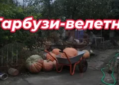 На городі виросли два гарбузи вагою 29 і 31 кілограмів