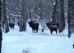 На прикордонні допомагають вижити червонокнижним зубрам