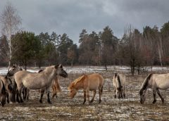 У парку природи Беремицьке можна знайти гармонію з природою